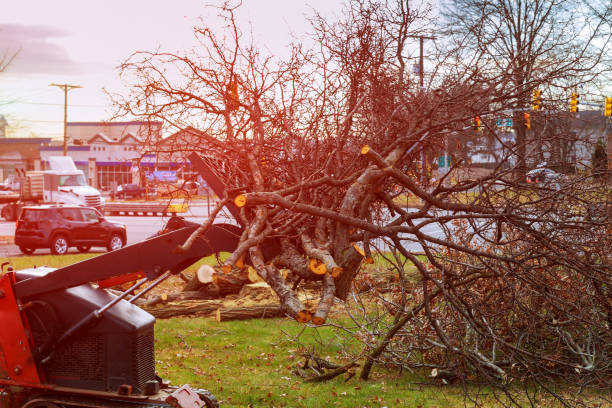 Best Seasonal Cleanup (Spring/Fall)  in Avis, PA