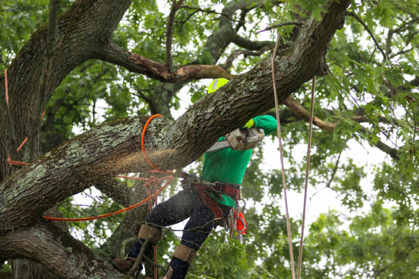 Best Tree Trimming and Pruning  in Avis, PA