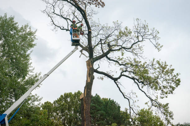 How Our Tree Care Process Works  in  Avis, PA