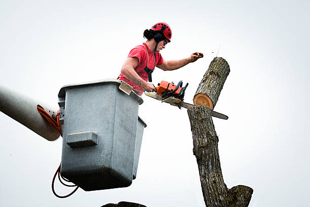 Professional Tree Care in Avis, PA